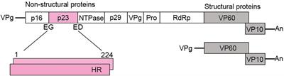 Lagovirus Non-structural Protein p23: A Putative Viroporin That Interacts With Heat Shock Proteins and Uses a Disulfide Bond for Dimerization